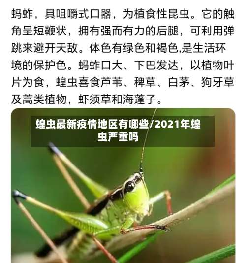 蝗虫最新疫情地区有哪些/2021年蝗虫严重吗-第2张图片