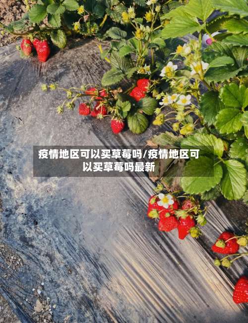 疫情地区可以买草莓吗/疫情地区可以买草莓吗最新-第1张图片