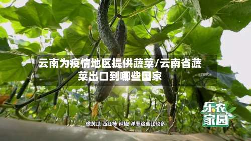 云南为疫情地区提供蔬菜/云南省蔬菜出口到哪些国家-第2张图片