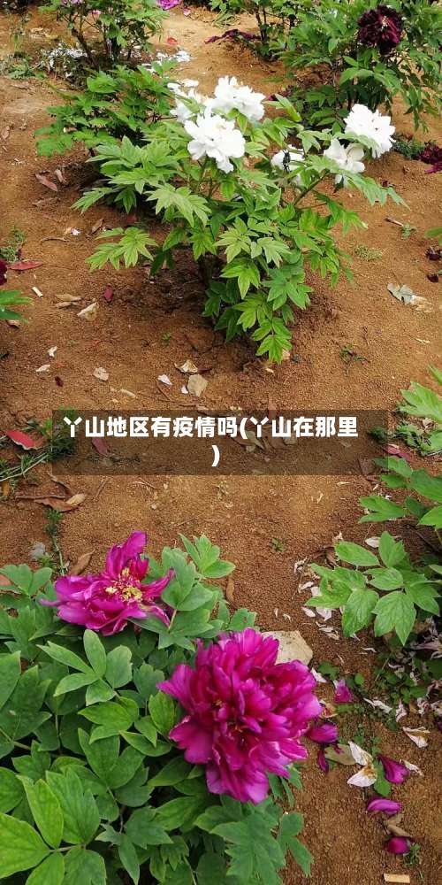 丫山地区有疫情吗(丫山在那里)-第1张图片